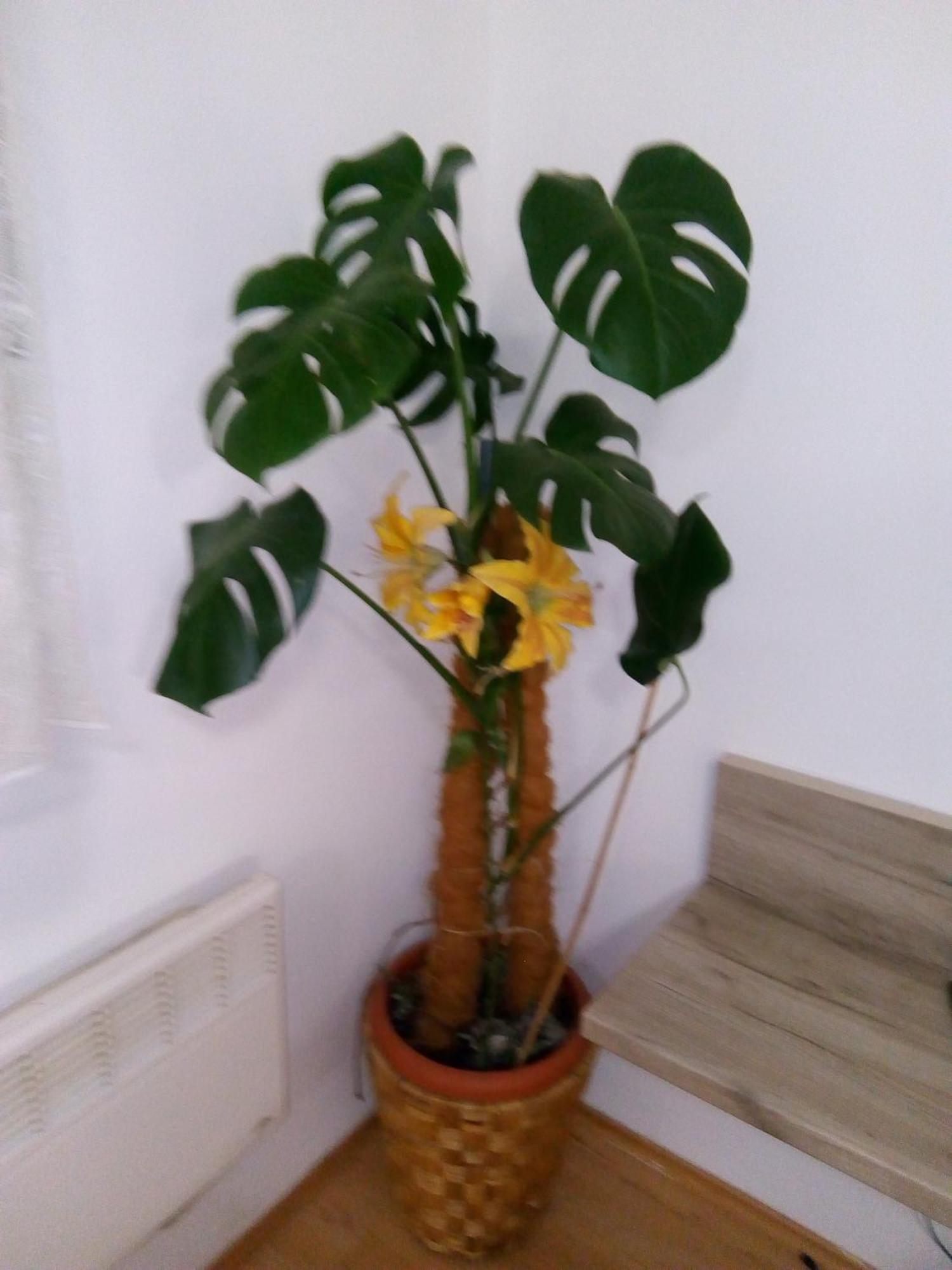 Studio Apartman Marita Split Luaran gambar